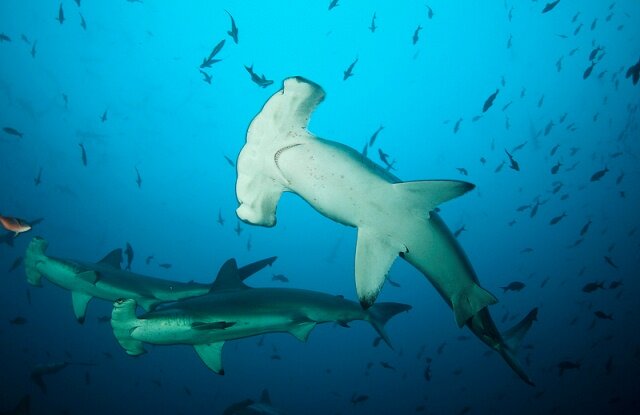 Photo by Surtrek Ecuador & Galapagos Tours Photo by Surtrek Ecuador & Galapagos Tours