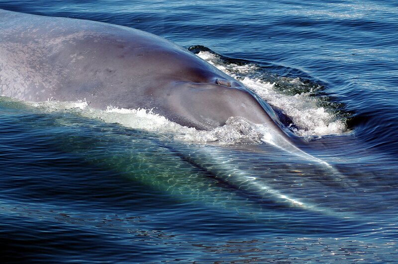 Photo by Whitley Fund for Nature Photo by Whitley Fund for Nature