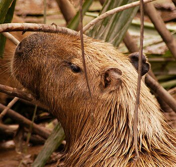 Capybara -- Photo by Refugio Amazonas