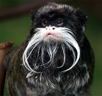 Emperor Tamarin -- Photo by Brocken-Inaglory