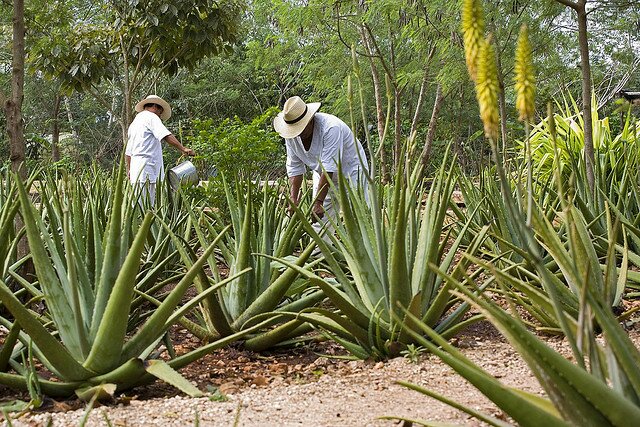 Agave plantation, Hacienda Temozón, México Agave plantation, Hacienda Temozón, México