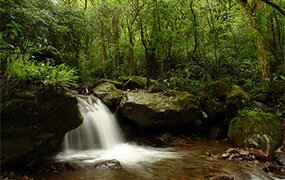 photo provided by Nacientes Palmichal, Costa Rica